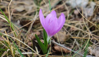 Brojanje šafranjike