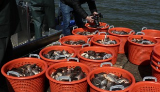 Selektivni izlov ribe u cilju zaštite biodiverziteta jezera Palić