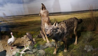 Priroda i čovek – Stalna postavka Prirodnjačkog odeljenja