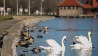 Zimska idila na Paliću