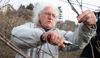 Orezivanje vinove loze u sklopu obeležavanja dana Svetog Vinka
