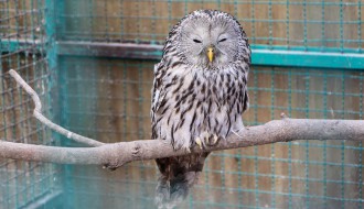 Puštanje uralske sove u divljinu