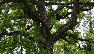 Hrast lužnjak star 300 godina