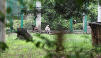 Puštanje orla belorepana u prirodno stanište