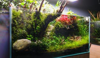 Akvarijumi "Aquascape"