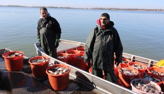 Izlov invazivne ribe u Palićkom jezeru