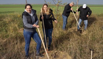 Polaganje mladih sadnica u sklopu podizanja vetrozaštitnog pojasa