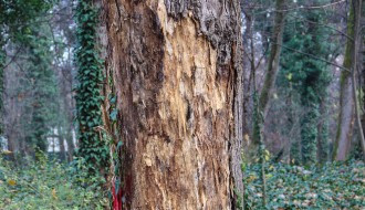 Obilazak lokacije u Velikom parku na Paliću na kojoj se uklanjaju suva stabala