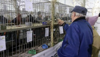 Izložba ukrasnih ptica i sitnih životinja "Subotica 2023"