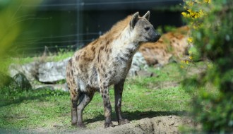 Hijene u Zoo vrtu na Paliću