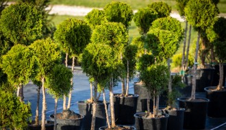 Rasadnik "Park Palić" - sve neophodne biljke i sadnice ukrasnog bilja