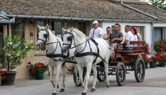 "Open night" na ergeli "Kelebija"
