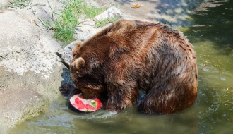 Rashlađivanje životinja u Zoo vrtu na Paliću