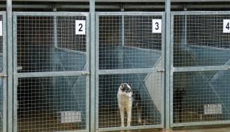 Prihvatilište za napuštene pse i mačke u Ganjo Šoru