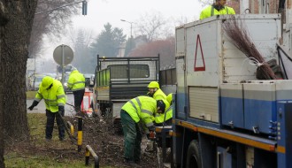 Orezivanje drveća na Segedinskom putu