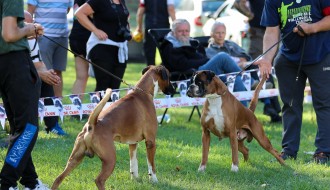 Izložba pasa rase nemački bokser